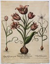Tulipa polyanthos praecox rosea colore mixta